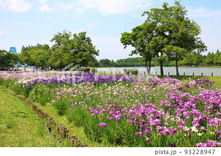 東京都葛飾区にある水元公園の菖蒲まつり　六月初旬 93228947