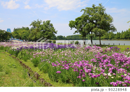 東京都葛飾区にある水元公園の菖蒲まつり　六月初旬 93228948