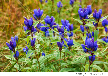 エゾオヤマリンドウ 93229248