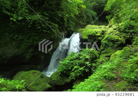 新緑の千巌渓 93229681