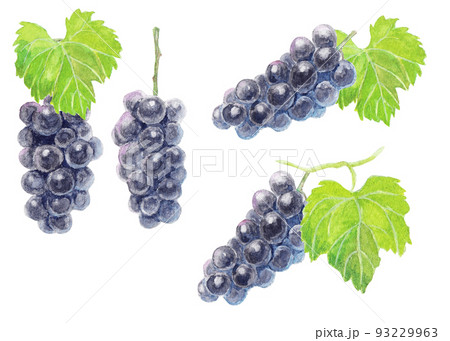 水彩絵の具で描いたぶどう 93229963