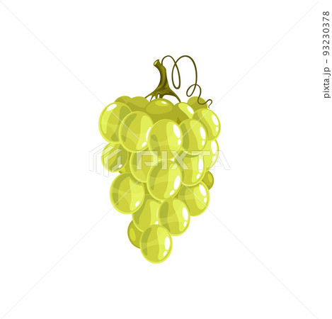 Bunch of grape on stem isolated flat cartoon berries. Vector muscat cardinal grapes on cluster, isabella summer berries yogurt package label. Wine grapevine ingredient, vegetarian food dessert Bunch of grape on stem isolated flat cartoon berries. Vector muscat cardinal grapes on cluster, isabella summer berries yogurt package label. Wine grapevine ingredient, vegetarian food dessert 93230378