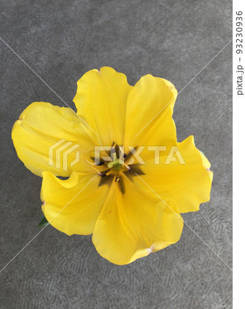 上から見た黄色い花 93230936