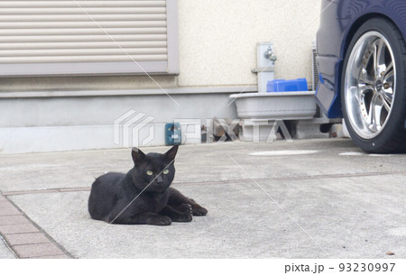 黒猫　野良猫　駐車場 93230997