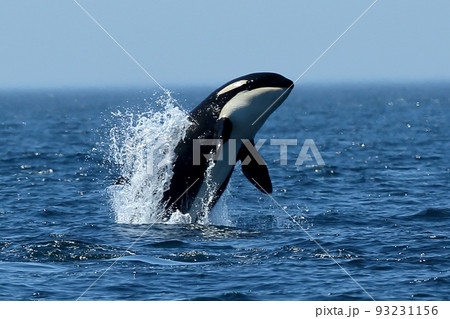 羅臼で見た鯱 93231156