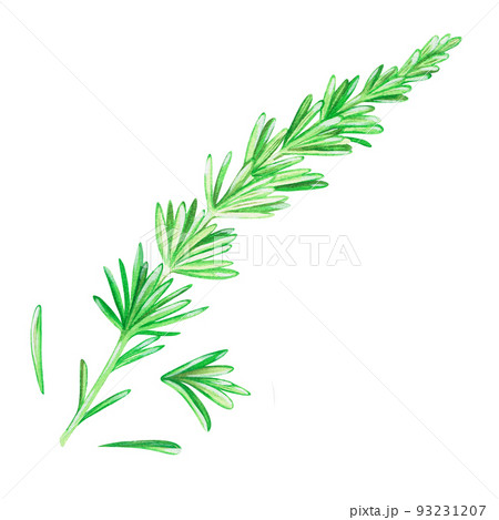 Rosemary. Watercolor vintage illustration. Isolated on a white background. For your design. Rosemary. Watercolor vintage illustration. Isolated on a white background. For your design. 93231207