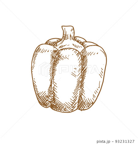 Bell or sweet pepper capsicum vector isolated...のイラスト素材 [93231327] - PIXTA