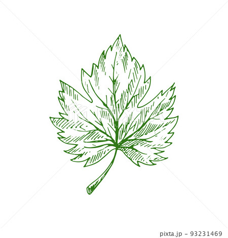 1,343,900+ Green Plants Illustrations, Royalty-Free Vector Graphics & Clip  Art - iStock | Green plants background, Dark green plants, Green plants on  white