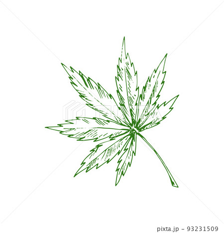 Acer or maple leaf isolated eco plant sketch. Vector green organic plant element Acer or maple leaf isolated eco plant sketch. Vector green organic plant element 93231509