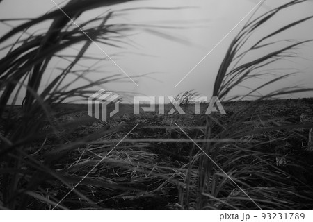 強風に耐えるサトウキビ 93231789