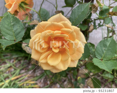 オレンジ色の花 オレンジ色の花 93231807