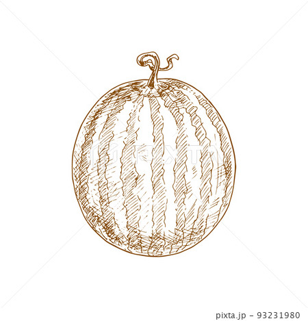 Ripe striped watermelon fruit sketch. Isolated raw watermelon Ripe striped watermelon fruit sketch. Isolated raw watermelon 93231980