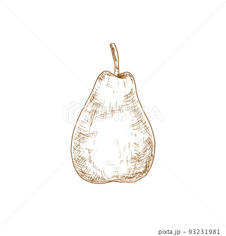 Pear sketch, vector isolated fruit. Natural healthy farm pear fruit icon Pear sketch, vector isolated fruit. Natural healthy farm pear fruit icon 93231981