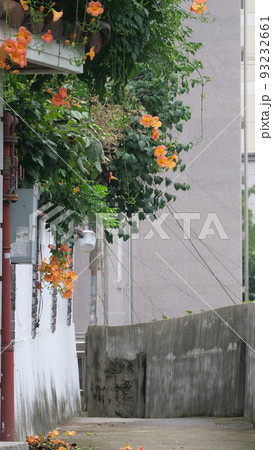 ジャカランダ 夏の花 路地 93232661