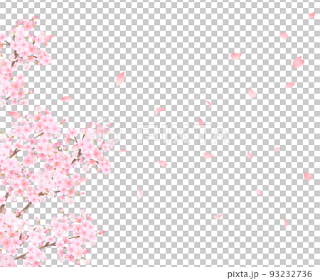 Beautiful and gorgeous cherry blossoms in full bloom and petals scattered in spring white background frame vector material illustration 93232736