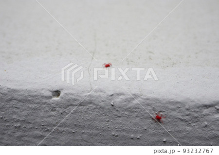 コンクリートの上の小さな赤い虫「カベアナタカラダニ」 93232767