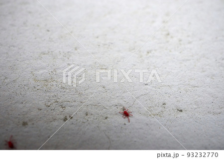 コンクリートの上の小さな赤い虫「カベアナタカラダニ」 93232770