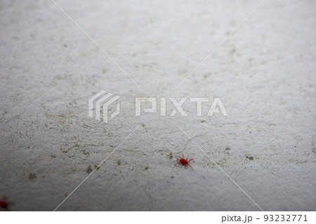 コンクリートの上の小さな赤い虫「カベアナタカラダニ」 93232771