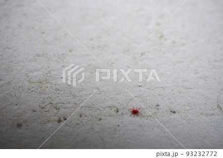 コンクリートの上の小さな赤い虫「カベアナタカラダニ」 93232772