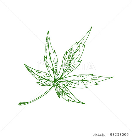 Leaf of maple tree isolated foliage sketch. Vector green spring acer leafage, hand drawn plant element 93233006