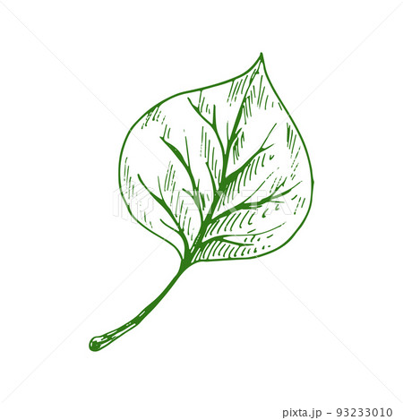 Leaf of linden, elm or birch isolated outline sketch. Vector poplar tree verdant linden leafage Leaf of linden, elm or birch isolated outline sketch. Vector poplar tree verdant linden leafage 93233010