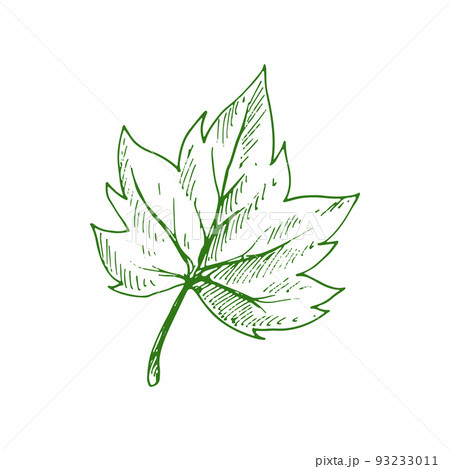 Acer or maple leaf isolated eco plant sketch. Vector organic leafage, plant element, Japanese maple 93233011
