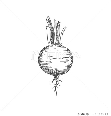 Beetroot food ingredient isolated sketch. Vector vegetable, whole monochrome beet root 93233043