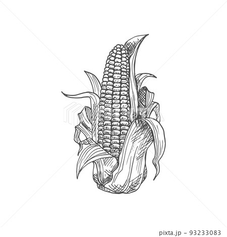 Maize corn cob with leaves isolated vector sketch. Vector sweetcorn vegetarian food, cereal grain 93233083