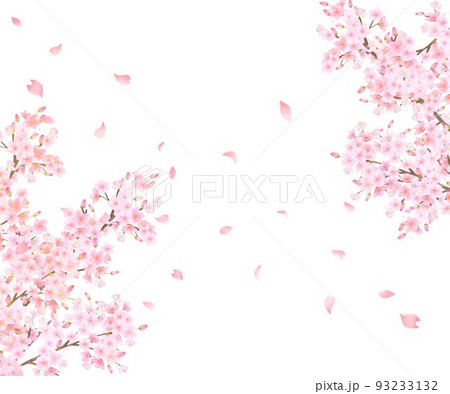 美しく華やかな満開の薄いピンク色の桜の花と花びら舞い散る春の白バックフレームベクター素材イラスト 93233132