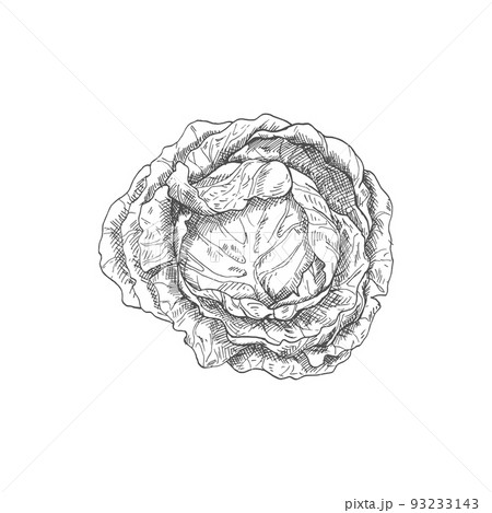 Cabbage head isolated monochrome sketch. Vector vegetable, healthy organic food, autumn agriculture harvest Cabbage head isolated monochrome sketch. Vector vegetable, healthy organic food, autumn agriculture harvest 93233143