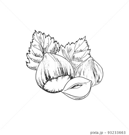 Hazelnut with leaves isolated monochrome sketch. Vector fresh and roasted forest nut, vegetarian food Hazelnut with leaves isolated monochrome sketch. Vector fresh and roasted forest nut, vegetarian food 93233663