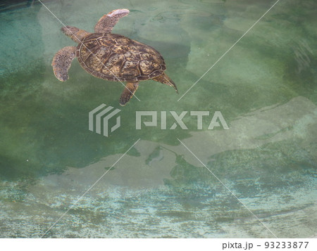 海の生き物 93233877