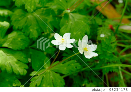 ニリンソウ 93234178