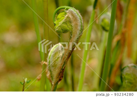 ゼンマイの新芽 ゼンマイの新芽 93234280