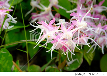イカリソウの花 イカリソウの花 93234305