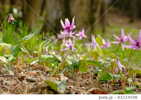 カタクリの花 カタクリの花 93234506