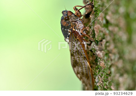 アブラゼミ 93234629