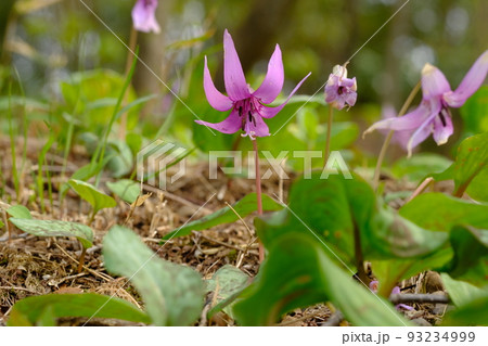 カタクリの花 カタクリの花 93234999