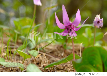 カタクリの花 カタクリの花 93235000