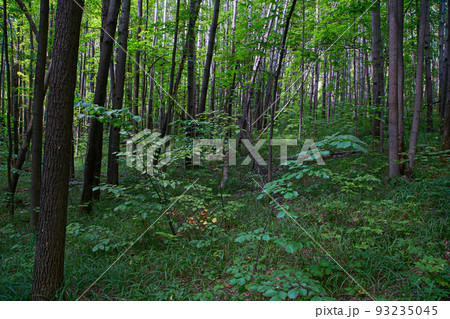 Coniferous and deciduous forest in the national park. Natural background. 93235045