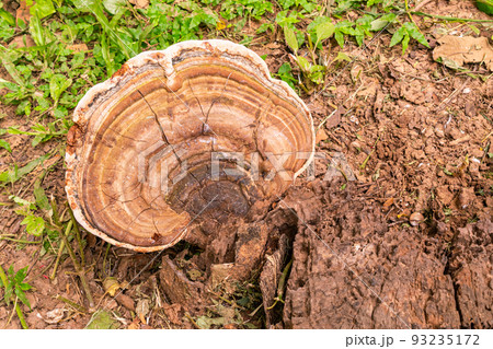 Large natural wild mushroom. 93235172