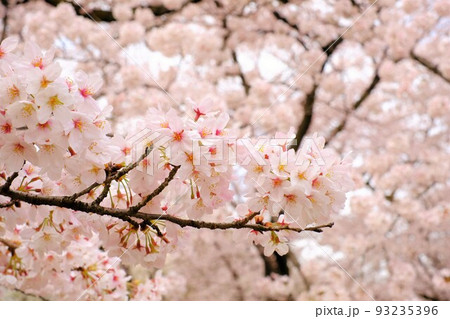 満開の桜 93235396