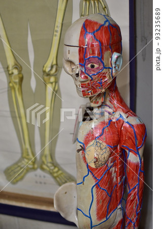 人体模型 180cm 教育用 【公式通販】