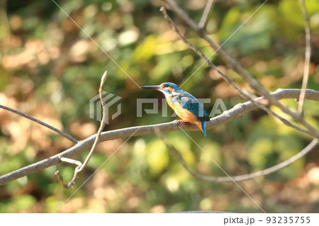 カワセミ　ダイブ 93235755