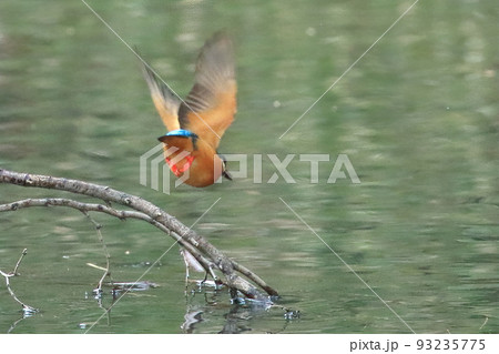 カワセミ　ダイブ 93235775