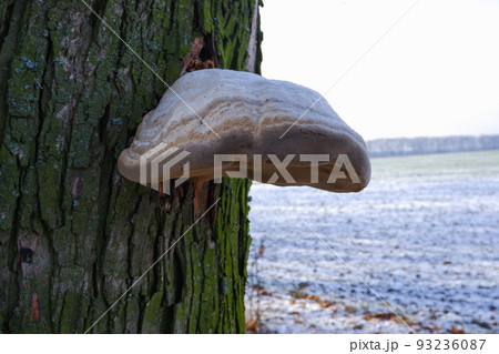 Mushroom parasite on the trunk of a dead tree in the park. Bottom view of a tree trunk covered with mushrooms. Bracket fungus on beech tree, tinder fungus, spunk, touchwood, conk, polypore, laetiporus Mushroom parasite on the trunk of a dead tree in the park. Bottom view of a tree trunk covered with mushrooms. Bracket fungus on beech tree, tinder fungus, spunk, touchwood, conk, polypore, laetiporus 93236087