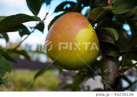 Red juicy ripe apple on a branch among green foliage. Harvesting apples. Red juicy ripe apple on a branch among green foliage. Harvesting apples. 93236136