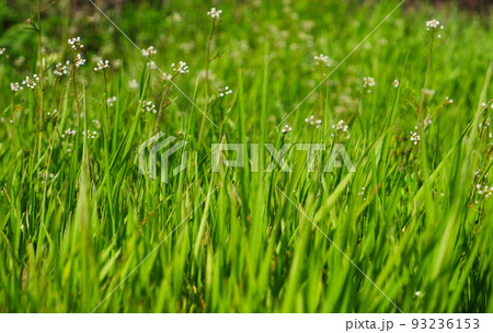 Natural background. Green succulent unmown grass in spring. Green grass in a meadow or pasture. Nature spring grass background. 93236153