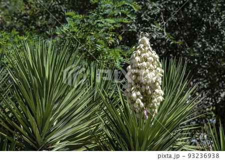 Yucca gigantea (Yucca elephantipes, Yucca guatemalensis) is a yucca species that is native to Israel. 93236938