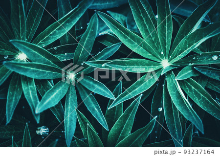 Plants leaves moody background, green blue green dark foliage texture Plants leaves moody background, green blue green dark foliage texture 93237164
